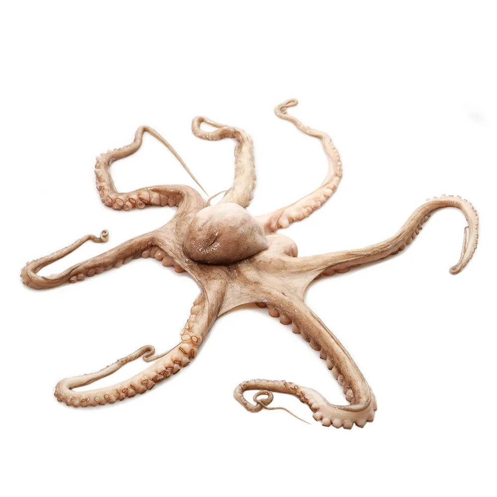 Pulpo Maya 2/4