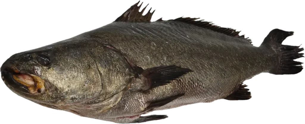 Totoaba Entera Fresca 3 - 5 Kg